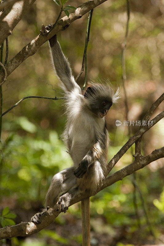 在坦桑尼亚桑给巴尔的Jozani森林保护区，Kirk的红疣猴(Procolobus kirkii)正在撒尿